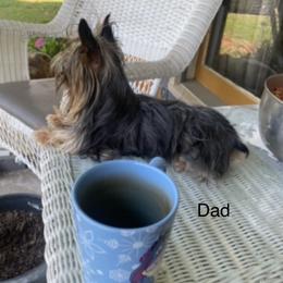 Yiska - Yorkshire Terrier