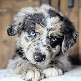 Charlie  (Blue collar) - Blue merle male Australian Shepherd puppy in Coulee City, Washington from Mr and Mrs Doodle Farm