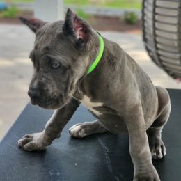Cane Corso Puppies from Jolaw Kennel