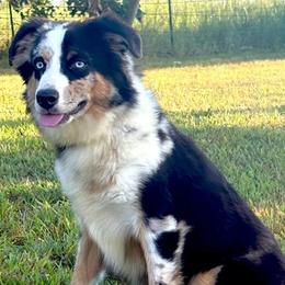 Cutter - Blue merle male Miniature Australian Shepherd puppy in Smithville, Arkansas from Cooper Creek Aussies
