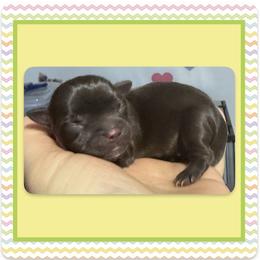 Xane - Chocolate, tan and white male Yorkshire Terrier puppy in Annandale, Virginia from Artisan Yorkies LLC