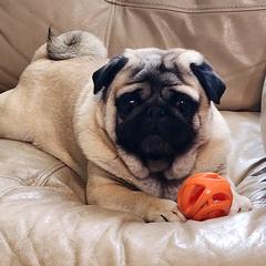 Boy Boy - Pug