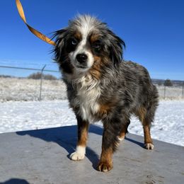 Melanie - Toy Australian Shepherd