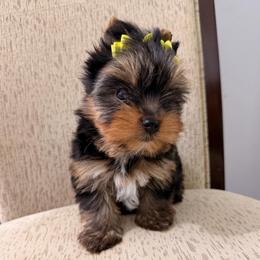 Minnie AKC Price reduced - Black and tan female Yorkshire Terrier puppy in Georgia from Nalley Kennels