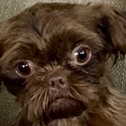Shih Tzus, Shorkies, Yorkipoos, and Yorkshire Terriers from Little Rascal Ranch
