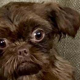 Shih Tzus, Shorkies, Yorkipoos, and Yorkshire Terriers from Little Rascal Ranch