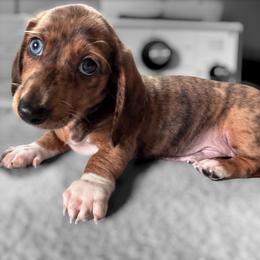 Walter--- located in Michigan - Brindle male Dachshund puppy in Michigan And Florida Locations, Michigan from UP North Dachshunds UPNDLLC