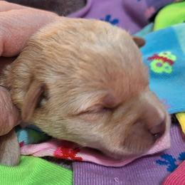Male 2 - Apricot - Apricot male Schnoodle puppy in New Cambria, Kansas from Shrivers' Sweethearts