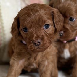 Nova- purple collar - Red female Cavapoo puppy in Beckley, West Virginia from By Design Doodles