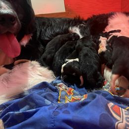 Boy 2 - Black male Newfoundland puppy in Saukville, Wisconsin from Crossroads Canines ~ Brussels Griffon and Newfoundland Dogs