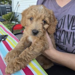 Brick - Apricot male Aussiedoodle puppy in Cumberland, Rhode Island from W Doodle Crew