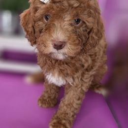 Poppy - Red  female Goldendoodle puppy in Decatur, Tennessee from Diamond's Doodles