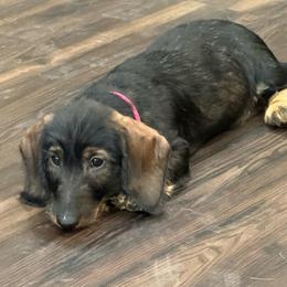 Fran - Wild boar female Dachshund puppy in Superior, Montana from Never Land Dachshunds of Montana