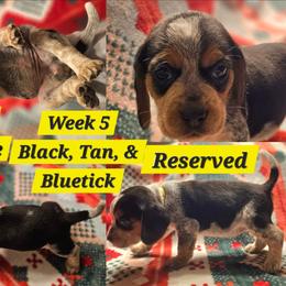 Nala-Yellow-Female - Black tan and bluetick female Beagle puppy in Bemidji, Minnesota from Nse Farms Beagles