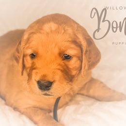 Golden Retriever Puppies from Willowdale Puppies
