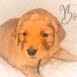 Golden Retriever Puppies from Willowdale Puppies