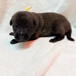 Yellow Collar - Mahogany male Belgian Malinois puppy in Trenton, Georgia from Laeknir K9