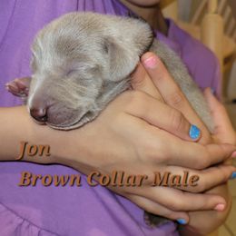 Weimaraner Puppies from Desert Rose Weimaraners
