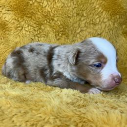 Boy 1 - Red merle male Miniature Australian Shepherd puppy in Hokes Bluff, Alabama from Alegria Toy Aussies