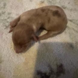 Boy 1 - Dapple male Dachshund puppy in Brandon, Florida from Knights Dachshunds