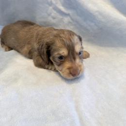 Pebble - Chocolate and cream male Dachshund puppy in Fort Worth, Texas from The Holloway Dachshunds