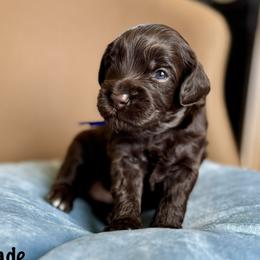 Spade - Chocolate male Australian Labradoodle puppy in Morgan Hill, California from Loving Labradoodles