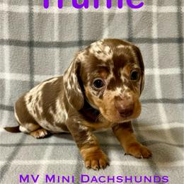 Truffle - Dapple male Dachshund puppy in Carlsbad, Texas from MV Mini Dachshunds