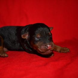 Cedar - Black and tan male Welsh Terrier puppy in Draper, Virginia from Shady Oaks WFT