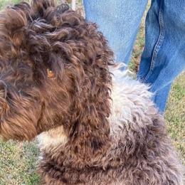 Frappy - Aussiedoodle