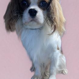 Coach - Cavalier King Charles Spaniel
