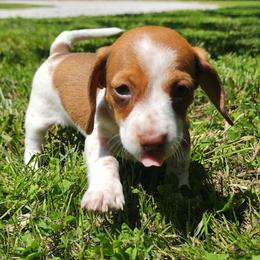 Sally - Piebald female Dachshund puppy in Goodman, Missouri from Jessica's Dashing Dachsunds and Chihuahuas
