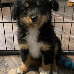 Miniature Australian Shepherds from Little Valley Aussies