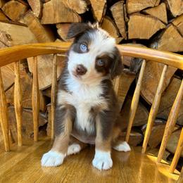 Chilli - Red tri-color female Australian Shepherd puppy in Hillsboro, Oregon from A&D Australian Shepherds