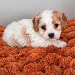 Orange- Pumpkin - male Cavapoochon puppy in Kountze, Texas from CaviCajun Kennels