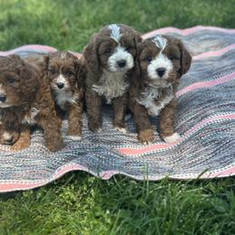 Bernedoodle, Cavapoo, Cockapoo, Goldendoodle, and Poodle Puppies from DoodleForever
