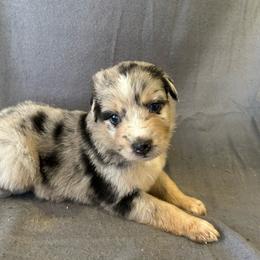 Smoke - Blue merle male Miniature Australian Shepherd puppy in Loretto, Tennessee from K Kountry Farm