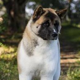 Akita from SunDevil Akitas