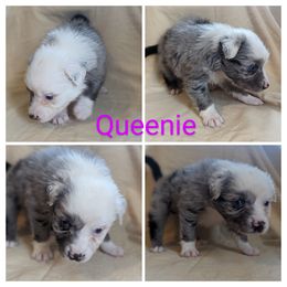 Girl 1 - Blue merle Australian Shepherd puppy in Sanger, California from A&M Australian Shepherds