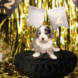 Ocean - Merle female Sheepadoodle puppy in Los Angeles, California from Exquisite Doodles