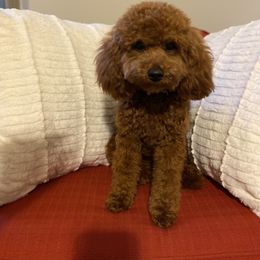 Jackie Kennedy - Goldendoodle