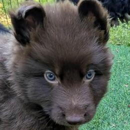 Tan collar - Liver male German Shepherd puppy in Garrett, Indiana from Devil-Dog Shepherds