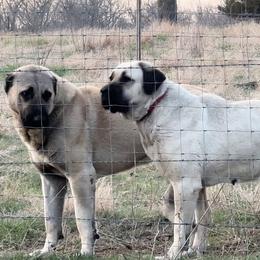 Turkish Boz Shepherd All Grown Up from Urmah Kennel