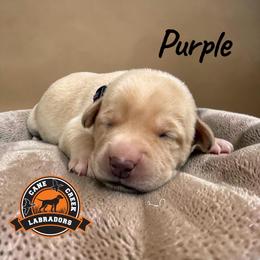 Purple - Yellow female Labrador Retriever puppy in Dickson, Tennessee from Cane Creek Labradors