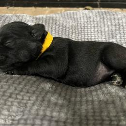 Ember - Black female Miniature Schnauzer puppy in Dawson, Georgia from Faith Farm Miniature Schnauzers