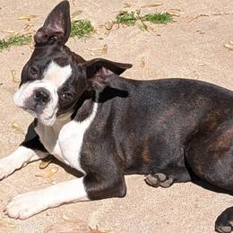 Boston Terrier puppies from Bogan's Boston's