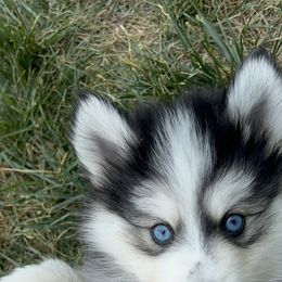 Pomsky Puppies from Perfect Companion Pomskies