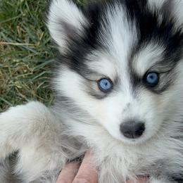 Pomsky Puppies from Perfect Companion Pomskies