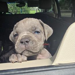 White collar male - Gray male Cane Corso puppy in Granbury, Texas from La Muerte Corso Kennel