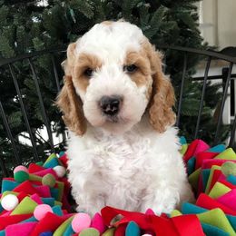 Australian Labradoodle Puppies from Love My Labradoodles
