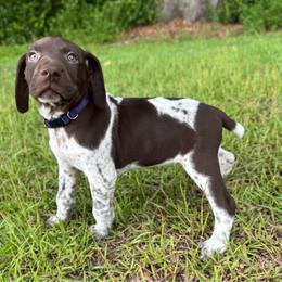 Louise - Liver and white female German Shorthaired Pointer puppy in Georgia from CMC Farms